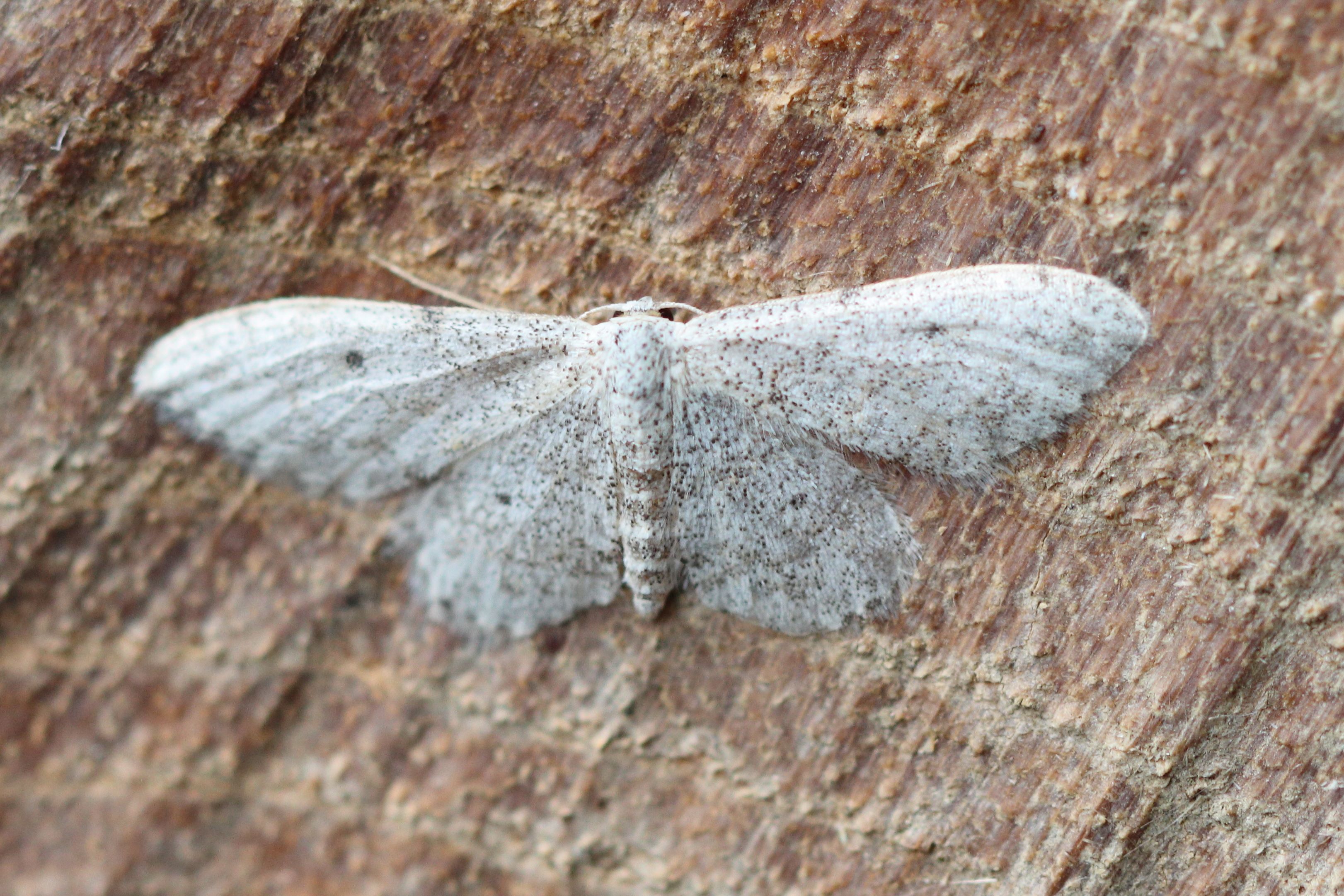 Photo of Small Dusty Wave (Idaea seriata)